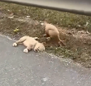 N2712035 Two poor puppies were abandoned on highway. saw them couldn