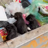 N2712036 Rescuing stray dogs