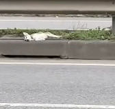 N2712037 Poor puppy fainted on highway, luckily kind woman passed by and