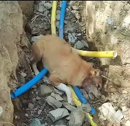 N2712038 dog seemed dead in ditch but then she cried #dog #do