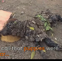 N2712039 Covered in solid tar puppies trapped in their own bodies, only their