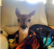 N0212028 mother deer carried her baby everywhere to find someone to help part2