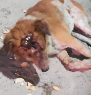 N2712040 Shy dog, badly wounded, has courage to fight life… #dog #re