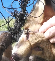 N2712041 We are so frustrated these completely avoidable rescues! Harry