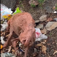 N2712042 Rescue skin bones in rain #saveadog #viraldog #disabled…