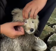 N0212027 Dusty Stray to Shining Star His Fight Love #animalrescue part2