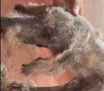 N0212026 Scruffy, Starving, Saved His Road to Recovery part2