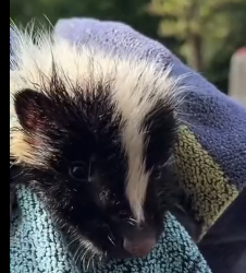N2712057 have no regrets rescuing little skunk #animals #animalsoftikto