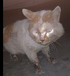 N2712058 cat is so pitiful #animallover #animals #cute #iloveyou #ilovec
