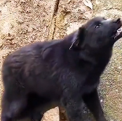 N0212025 rescue stray dogs give them home#rescueanimals #animals #rescue part2