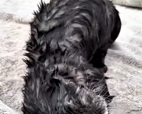 N0212024 kind girl saved mermaid returned her to her mother part2