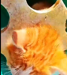 N2912019 Poor cat #kitten #rescueanimals #lovestory #loveanimals #rescuecat