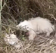 N0212023 She left her child behind begged young man help, lucky fo part2