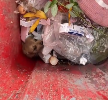 N2912026 Poor dog never ignor her pls!#rescuedog #helpdogs #rescuedogs #dog