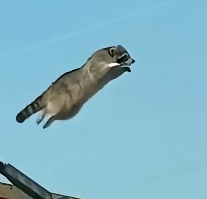 N2912027 family rescued raccoon jumped out of car then….