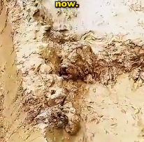 N2912028 dog fell into car was covered dirt couldn move