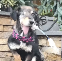 N2912029 He was left on street broken eye jaw #fypシ #animal #r