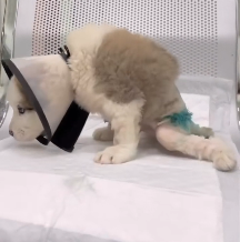 N2912030 Little puppy has life began pain he will never walk again #f