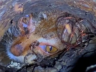 N2912031 Rescued cat Animals Help Rescue @USA Network @Animal Aid @Int