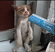 N2912032 kitten Who Defends His Sister at Cost His Life Rescue Animals