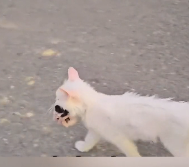 N0212022 Mother cat carrying her kittens ran after car help#rescue #an…_part2