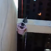 N2912033 Rescued cat stuck on 27th floor.#rescue #cat #fyp #catsoftiktok