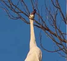 N2912034 Rescue white swan is stuck by branch then #rescue #fyp