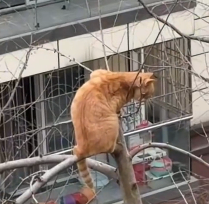 N2912035 adopted stray cat had been stuck in tree four days.#fo