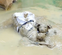 N2912036 Rescue dog cat pitiful mud #rescue #animals #animalsoftiktok