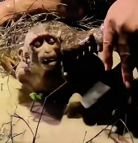 N2912037 My boyfriend saved little monkey was almost eaten by crocodi