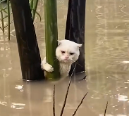 N2912038 Rescue cat trapped in flood then #rescue #fyp #animals #cat