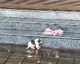 N2912039 Rescue abandoned puppy then #rescue #animals #fyp #puppy #dog