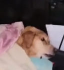 N0212021 Rescue dog#rescueanimals #animals part2