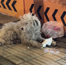 N2912040 eating toilet paper to becoming of my family.#rescue #puppy