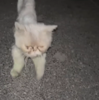 N2912041 rescued an abandoned Garfield cat then #fyp #rescue #kitten #ca