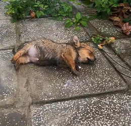 N2912042 poor puppy was wandering streets all night in cold