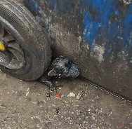 N2912043 found an abandoned puppy. It was so pitiful decided to take