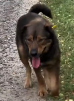 N0112038 Highway Tragedy to Heartfelt Rescue Woman Saves Injured Rottwe…_part2