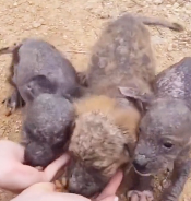 N0212020 Kind girl takes care of stray dog skin disease, surprising thi part2