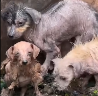 N0212019 Rescue homeless dogs#rescue #animals #rescueanimals #puppy #dog_part2