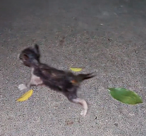 N2912064 Please love these little animals warm heart #animallover #a