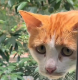 N0212018 Cats abandoned on street. How many animals are abandoned on s…_part2