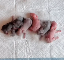 N2912065 So cute #animals #loveanimals #cute #loveyou #rabbit