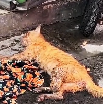 N2912066 So poor #animallover #animals #cute #ilovecats #rescueanimals #cats