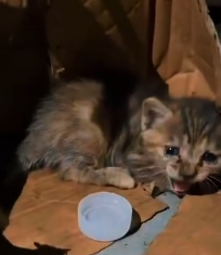 N2912067 So poor #animals #animal #loveanimals #cuteanimals #fyp #petlover #ca