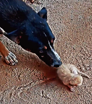 N2912068 Do you understand after watching #animals #cat #animallove