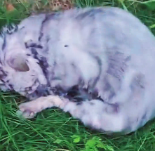 N2912070 luck has come to cat… thank god giving life#animallover #an