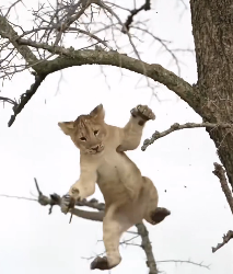 N2912071 fallen lion cub was saved loved by rescuers #animal #rescuean