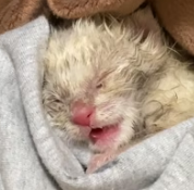 N0212017 rescued kitten fell high floor adopted it #animal_part2