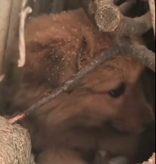 N2912072 On snowy day, saw stray dog hiding in ruins, shivering with